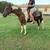 Begginner trail mare 1 thumbnail