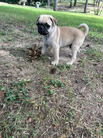 Pugs - pets - craigslist