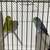 Parrotlets 1 thumbnail