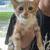 Kittens in need of home! 4 thumbnail