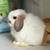 Baby holland lop bunnies 4 thumbnail