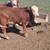 BULLS 3 thumbnail