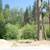 FSBO - Vacant Lot (near Lake Arrowhead with Seasonal Creek) 3 thumbnail