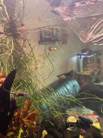 Neocaridina Red cherry ? shrimp, pink tuxedo guppies, snails63903227413635124