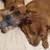 Mixed mid sized dog 2 thumbnail