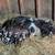 Kune/Spot Cross feeder pigs 3 thumbnail