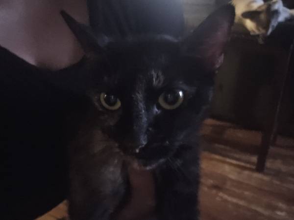Gata hembra (STRATFORD)63469652646275121