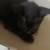 2 Solid Black Kittens & 1 orange and white male 3 thumbnail