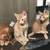Cute friendly kittens 2 thumbnail