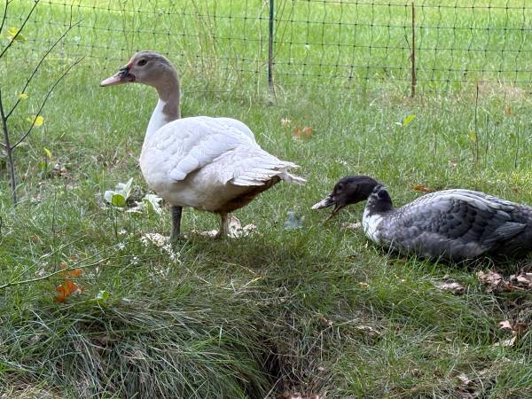 Two handsome Muscovy gentlemen 1
