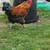 Chocolate eggers hatching eggs 4 thumbnail