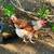 ●●●●●YOUNG HENS FOR SALE! 1 thumbnail