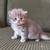ADORABLE SCOTTISH STRAIGHT KITTENS 1 thumbnail