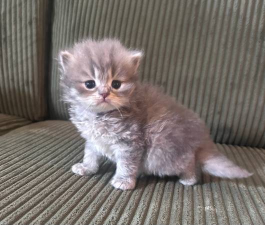 ADORABLE SCOTTISH STRAIGHT KITTENS 1