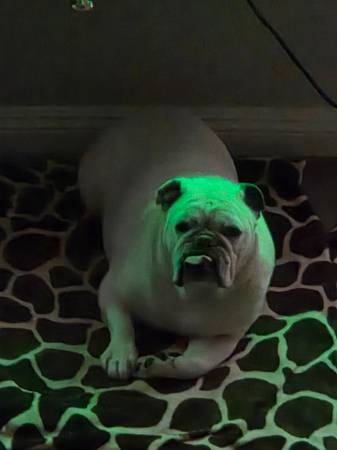 Rehoming English Bulldog 1