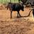 Corriente bred cows 4 thumbnail