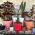 Assorted Plants 2 thumbnail