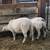 Ewe Lambs 4 thumbnail