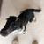 Blue heeler 2 thumbnail