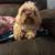 Rehoming shihtzu 4 thumbnail