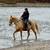 Great Trail Horse 1 thumbnail