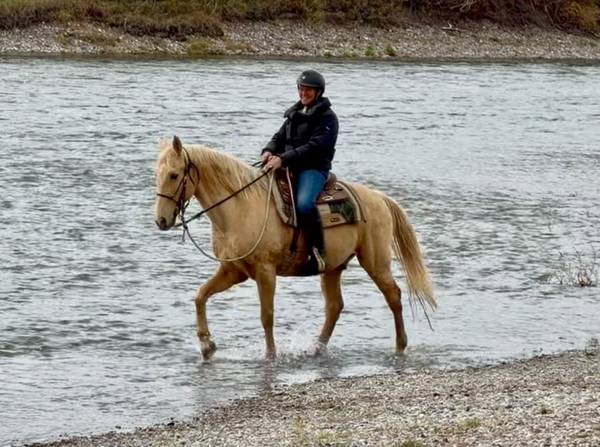 Great Trail Horse 1