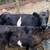 1/2 dexter 1/2 belted Galloway cross cow and heifer calf 3 thumbnail