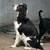 Englis springer spaniel 6 thumbnail