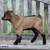 ADGA Nigerian Dwarf Does- Discounted! 20 thumbnail