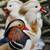 Cold hardy hens Chicks chickens pullets all female almost laying eggs 17 thumbnail