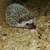 Hedgehogs 1 thumbnail
