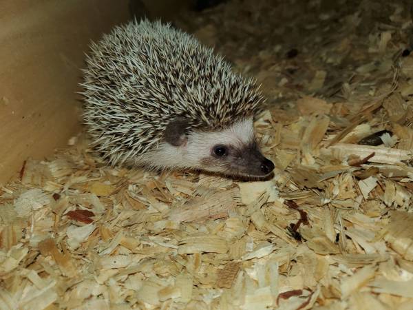 Hedgehogs 1