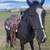 Grade mare 4 thumbnail