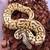 Ball Pythons Pastel/ Spider/ Leopard/ Mojave Combos 4 thumbnail