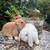 Beautiful Mini Lop Rabbits 1 thumbnail