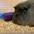 Rehoming female guinea pig 1 thumbnail