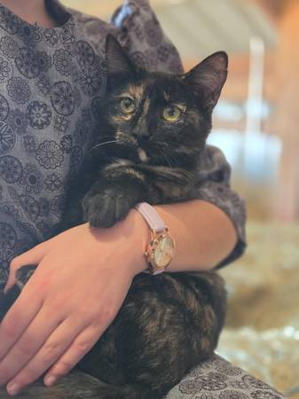 Cat 1