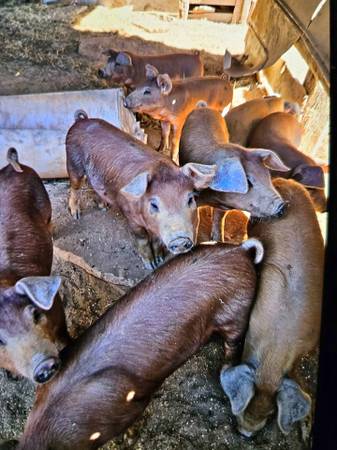 feeder pigs 1