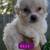 **Yorkipoo puppies** 4 thumbnail