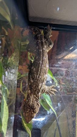 4yr old male leachie gecko 1