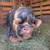 Kunekune (Kune kune) pigs and pork 14 thumbnail
