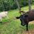 Small Dexter Herd 3 thumbnail