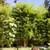 Bamboo - Golden Crookstem 3 thumbnail