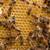 Queen Bees, Rescue Frames, and full hives available now. 4 thumbnail