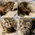 Beautiful Scottish Fold and British Shorthair kittens 2 thumbnail