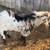 Goats / doeling 5 thumbnail