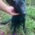 German shepherd pups 6 thumbnail