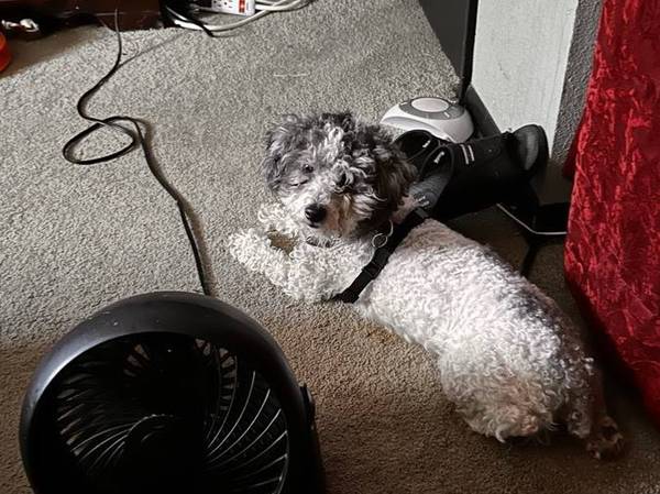 Dog and kitten need forever home601244048127447042