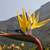 RARE Birds of Paradise ///// STRELITZIA 1 thumbnail