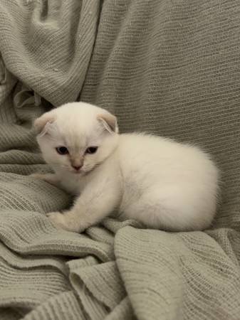 Scottish fold and Scottish straight kittens (brentwood / oakley)63861462337025121